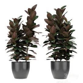 Plant in pot flowerpot exotic plant